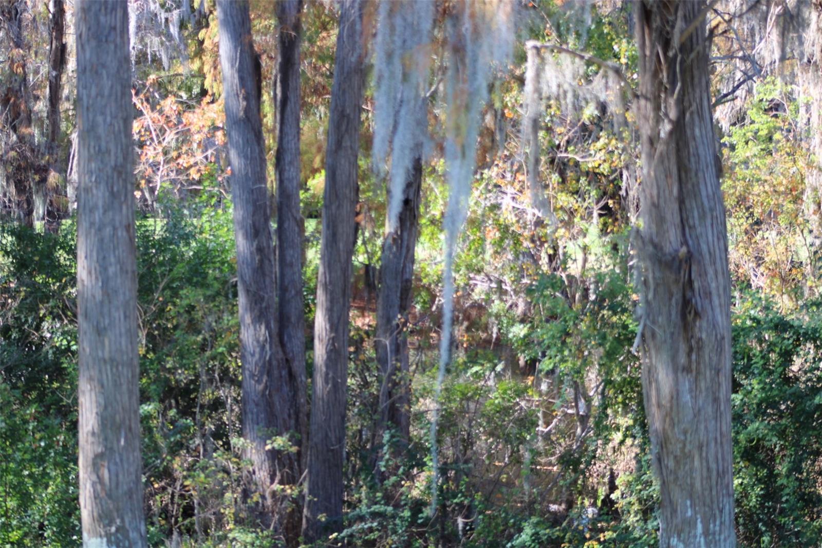 Image 39 of 53 For 36750 Us Highway 19 N 3-203