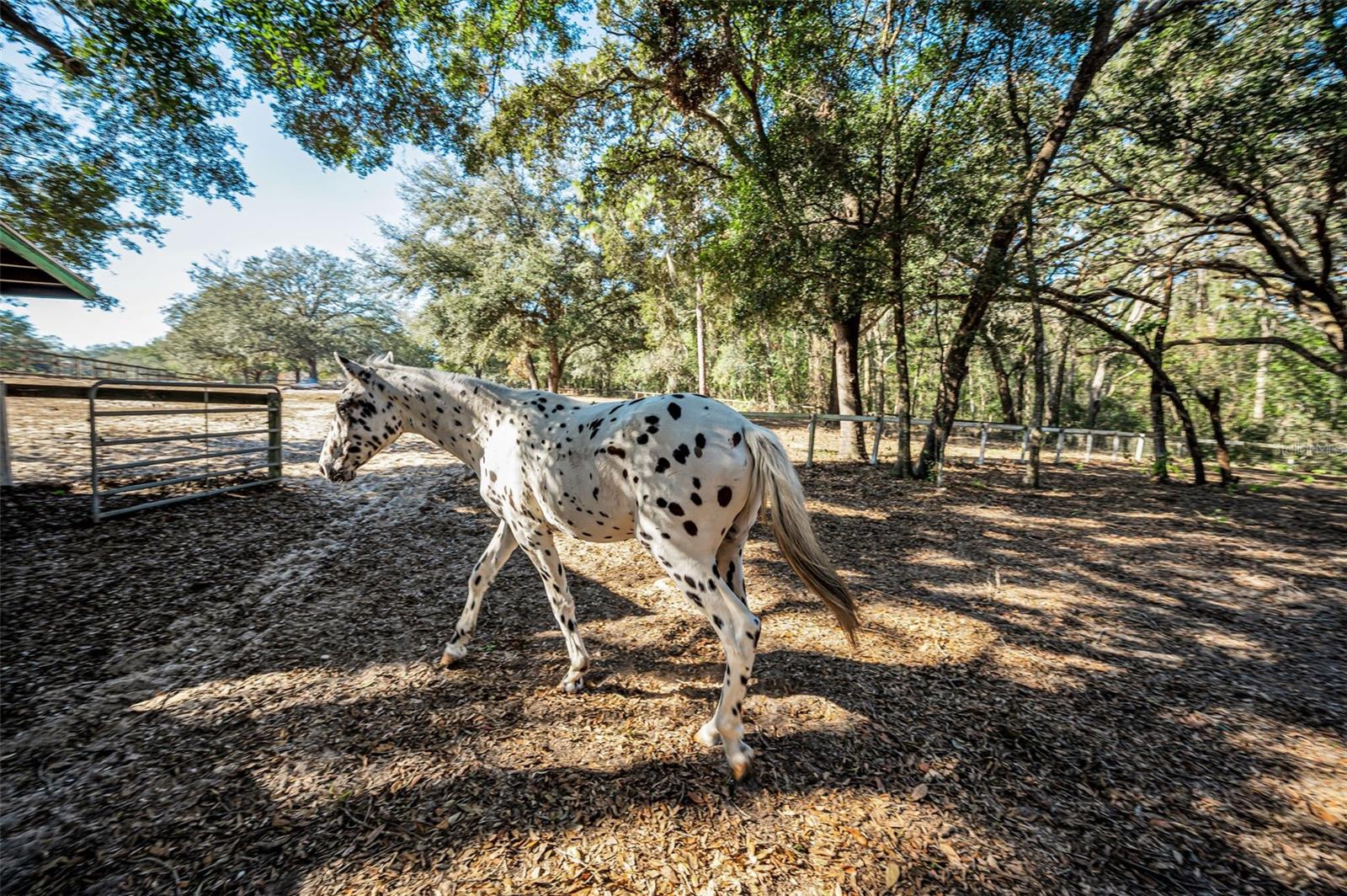 Image 49 of 56 For Xxx Trilby Trails Trail