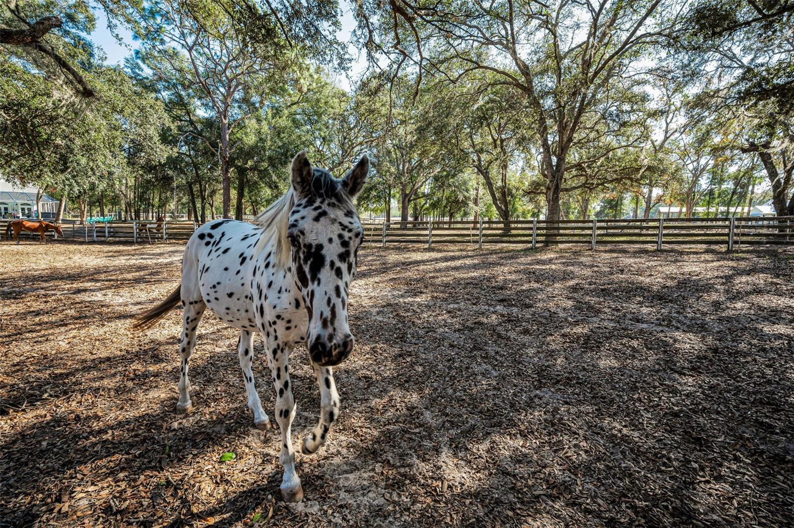 Image 50 of 56 For Xxx Trilby Trails Trail