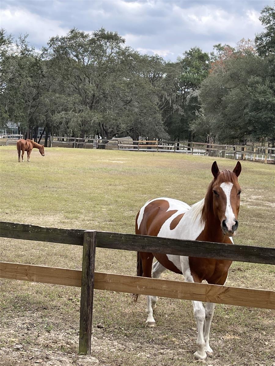 Image 55 of 56 For Xxx Trilby Trails Trail