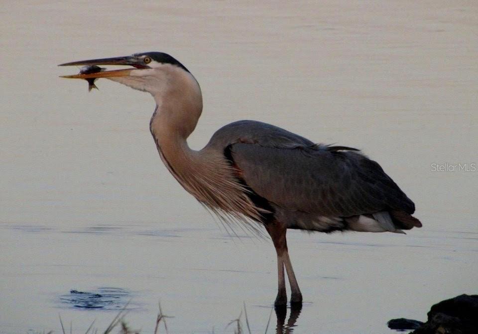 Image 56 of 57 For 14371 Ebbtide Court