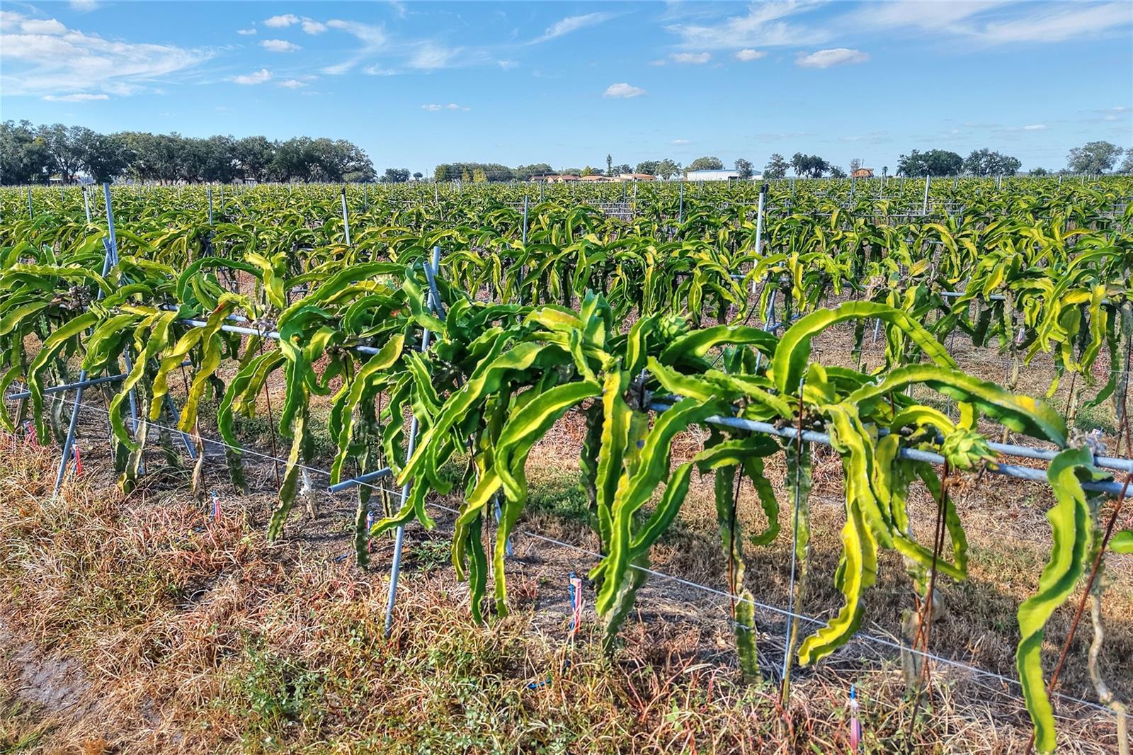 Image 94 of 98 For 6018 County Road 661a