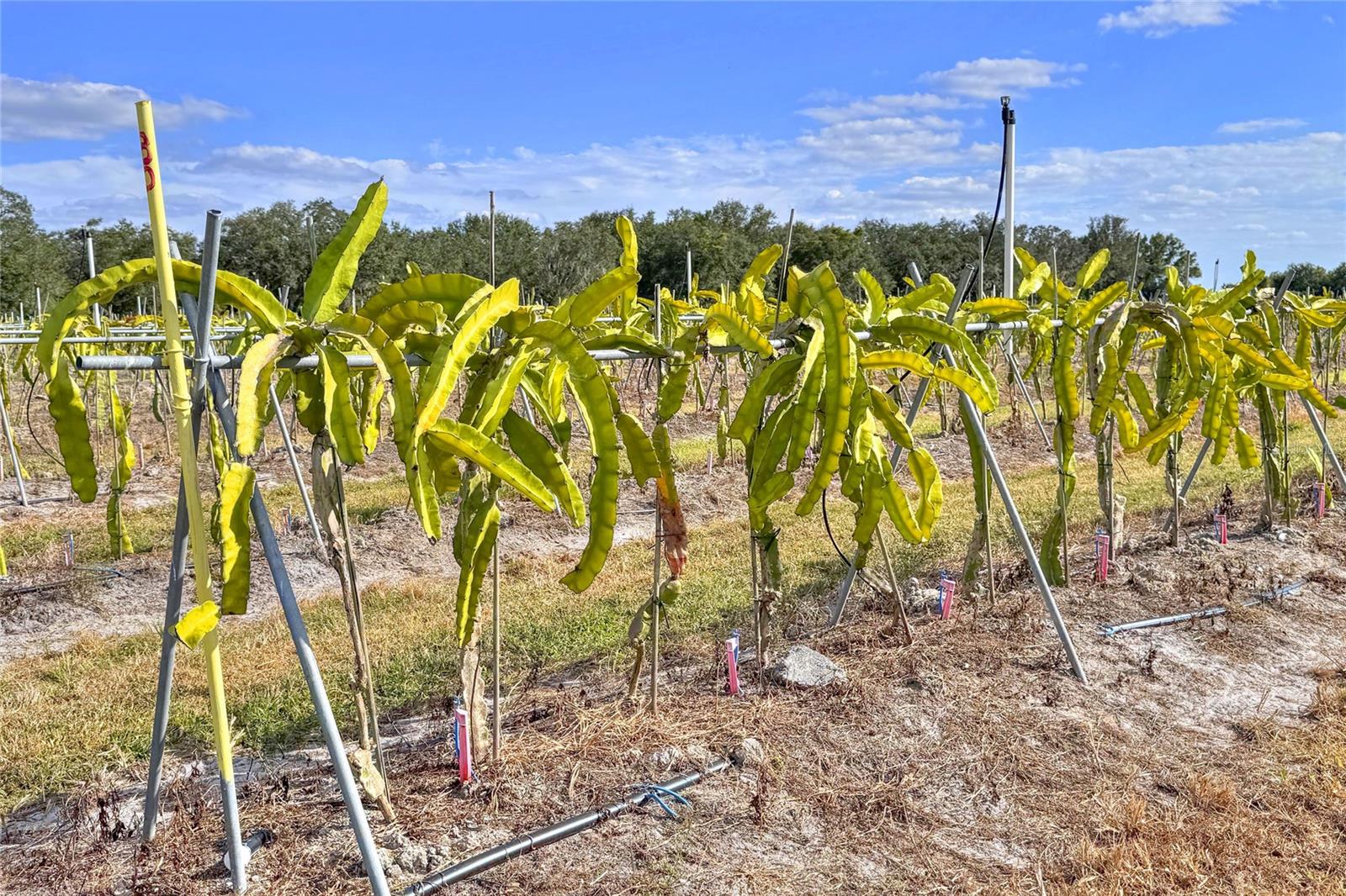 Image 96 of 98 For 6018 County Road 661a