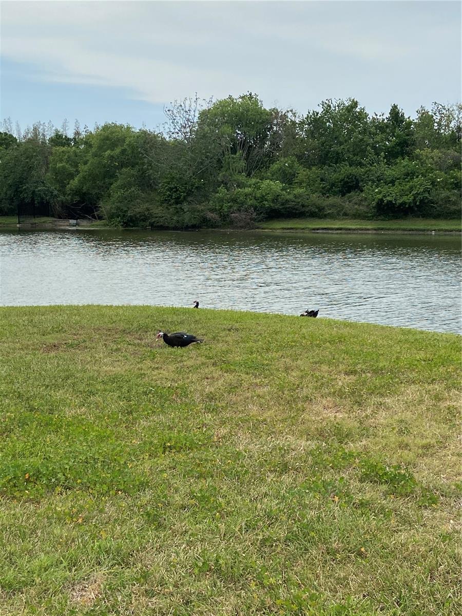 Image 32 of 33 For 8210 Down Royal Road