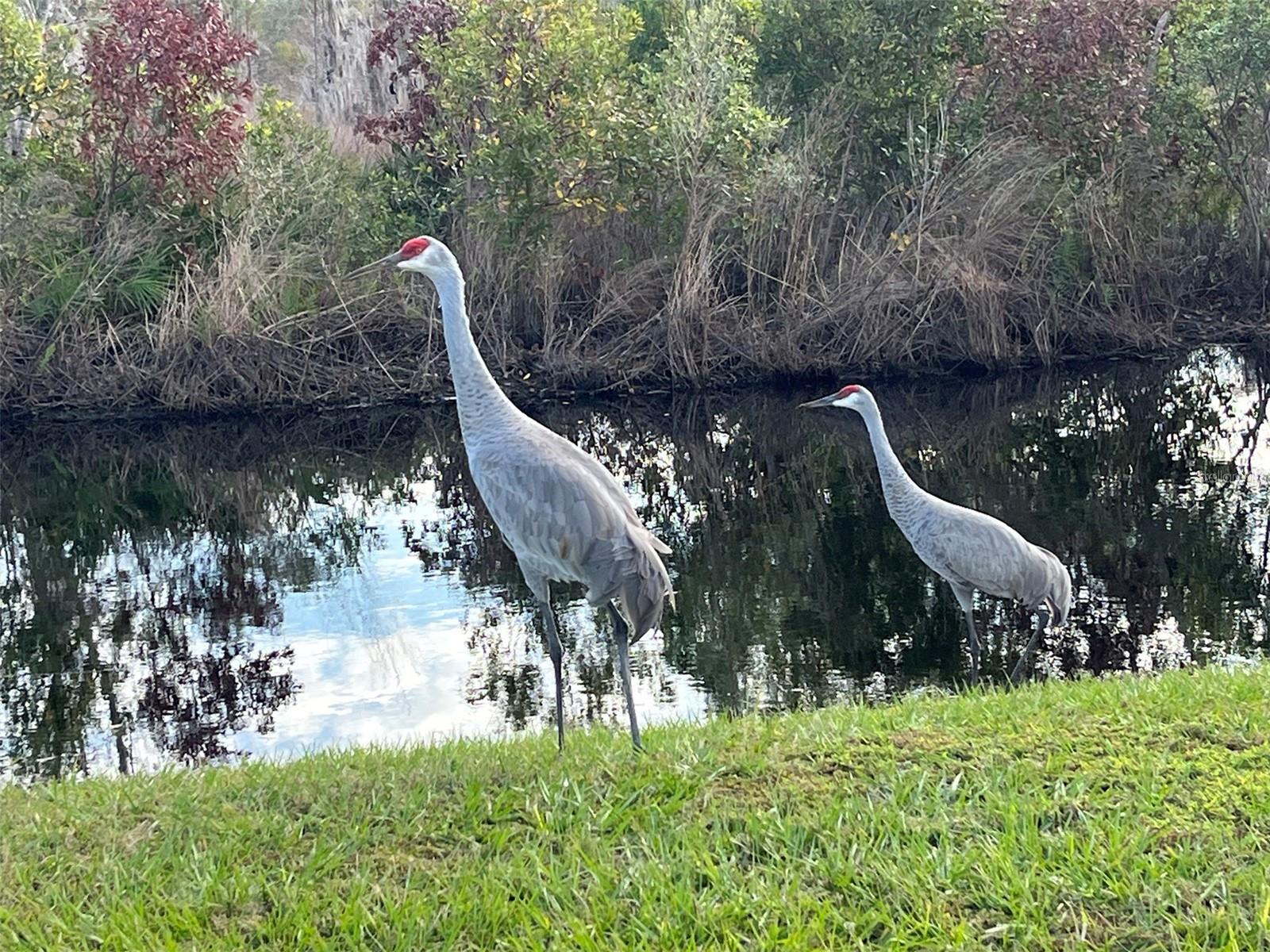 Image 19 of 30 For 22980 Scaglione Drive