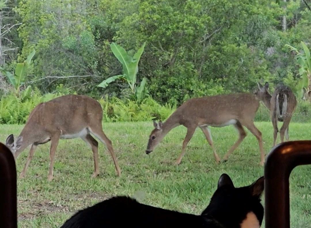 Image 52 of 53 For 14832 Windigo Lane