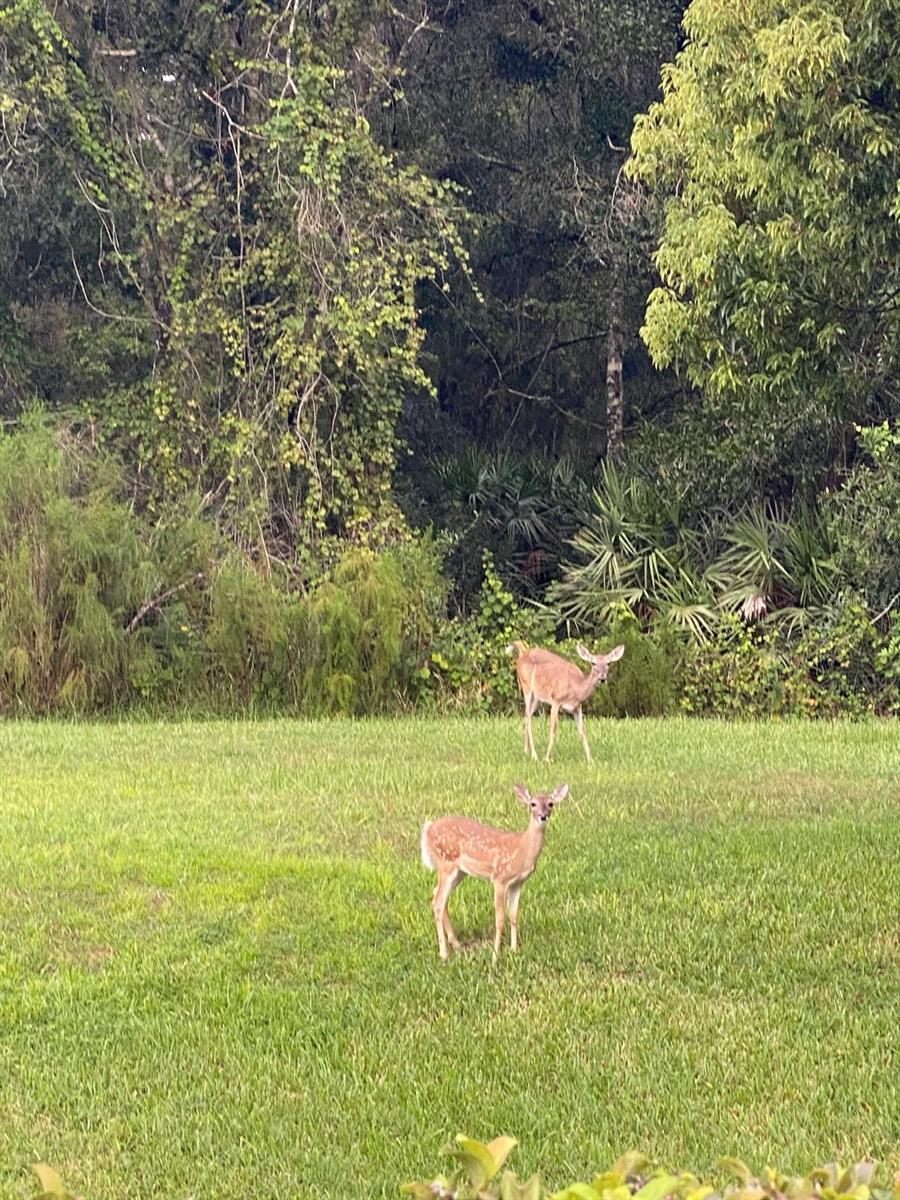 Listing photo id 1 for 1333 Shady Pine Way D