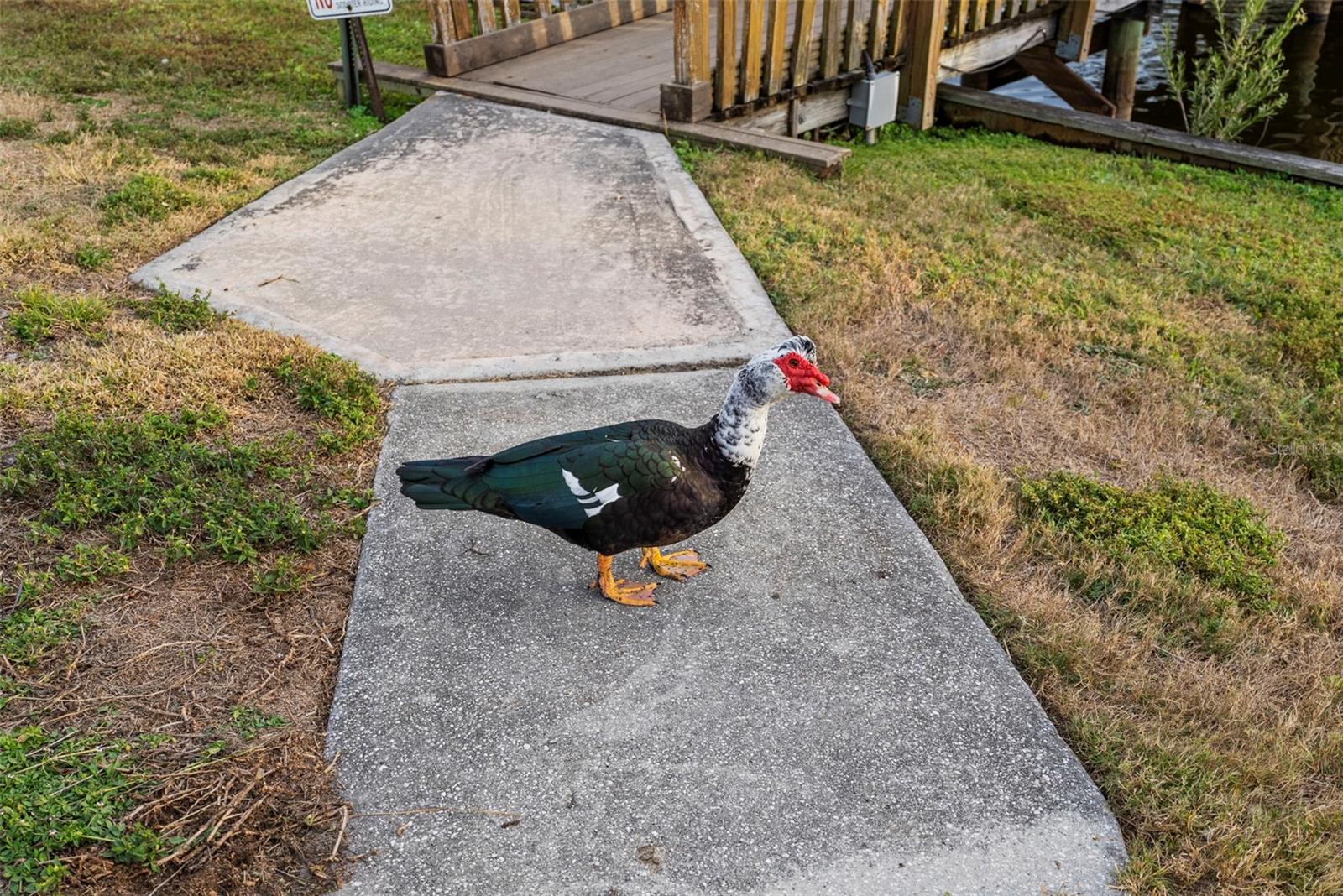 Image 43 of 49 For 6438 93rd Terrace N 603