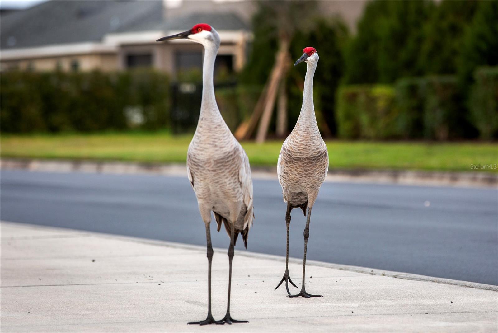 Image 10 of 29 For 16319 66th Lane East