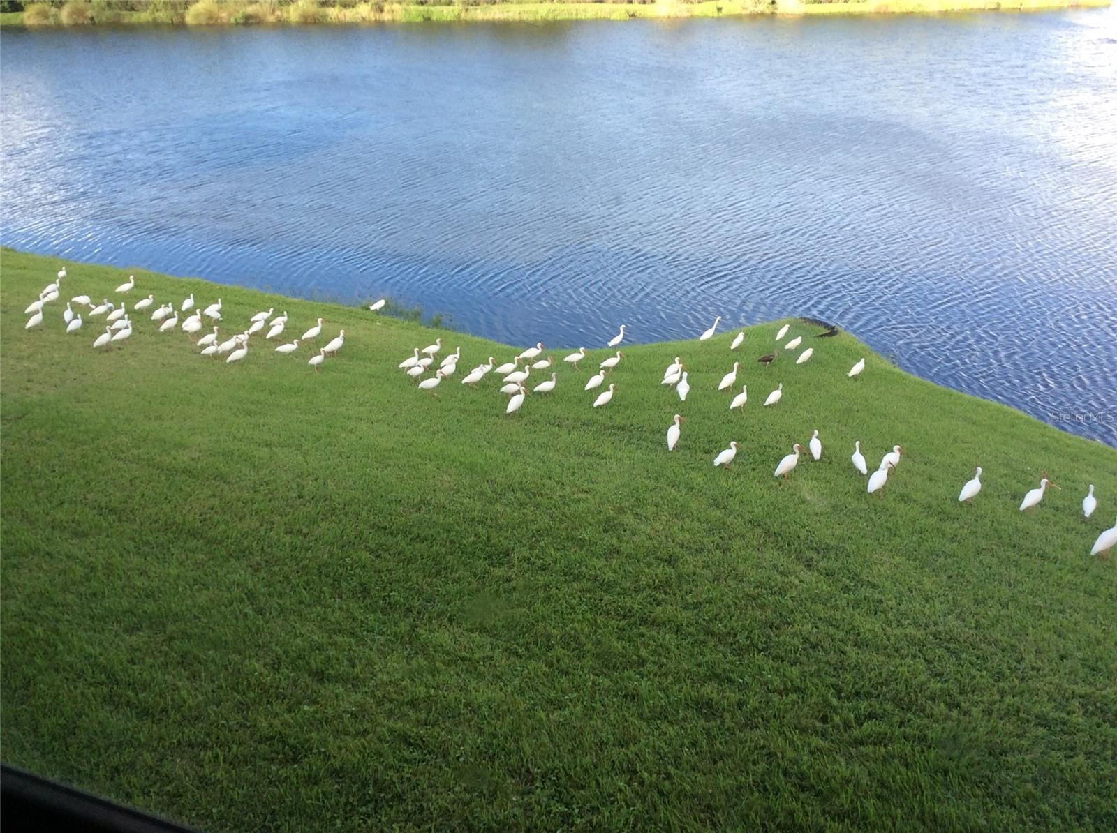 Image 47 of 70 For 6363 99th Way N 12i