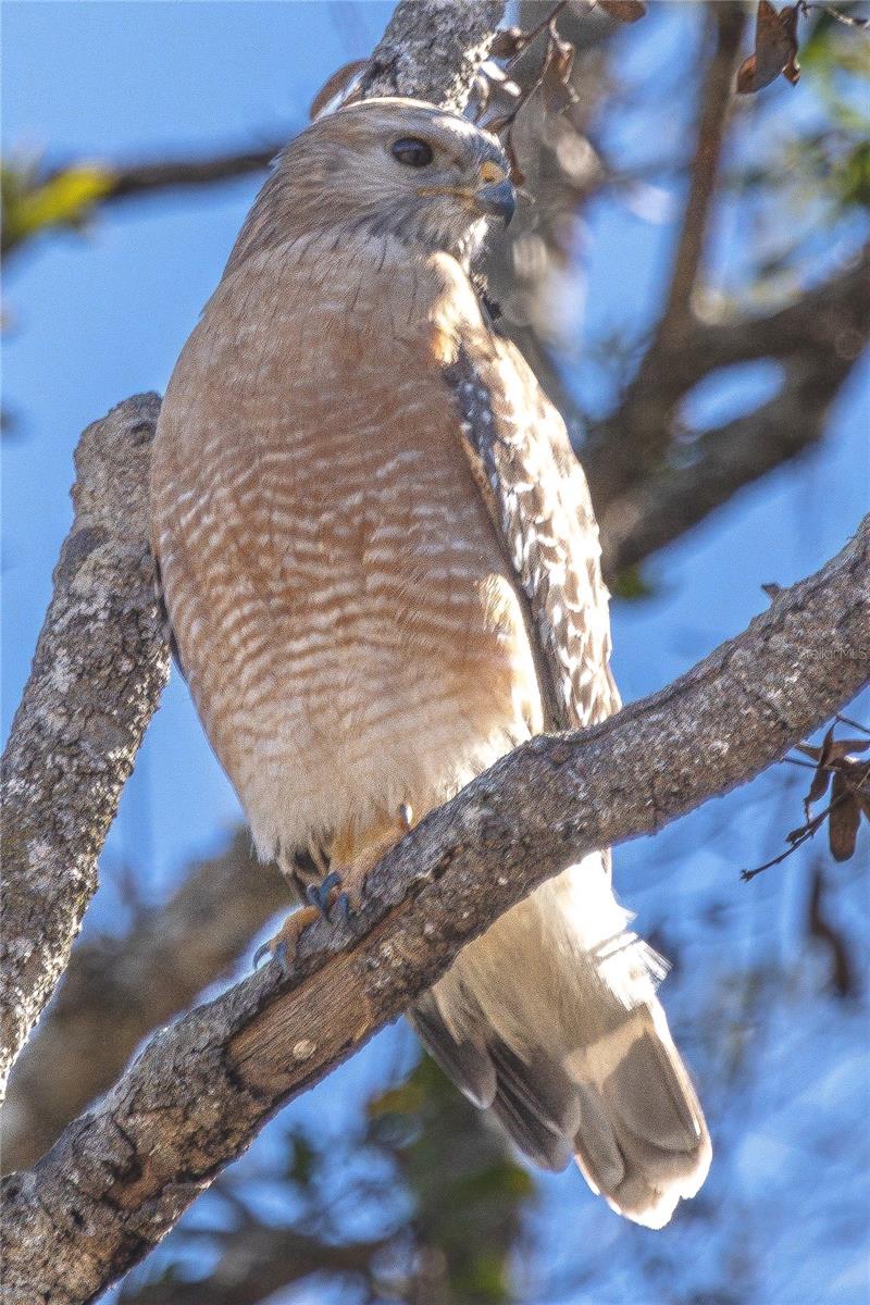 Image 3 of 18 For 4539 Cobb Road