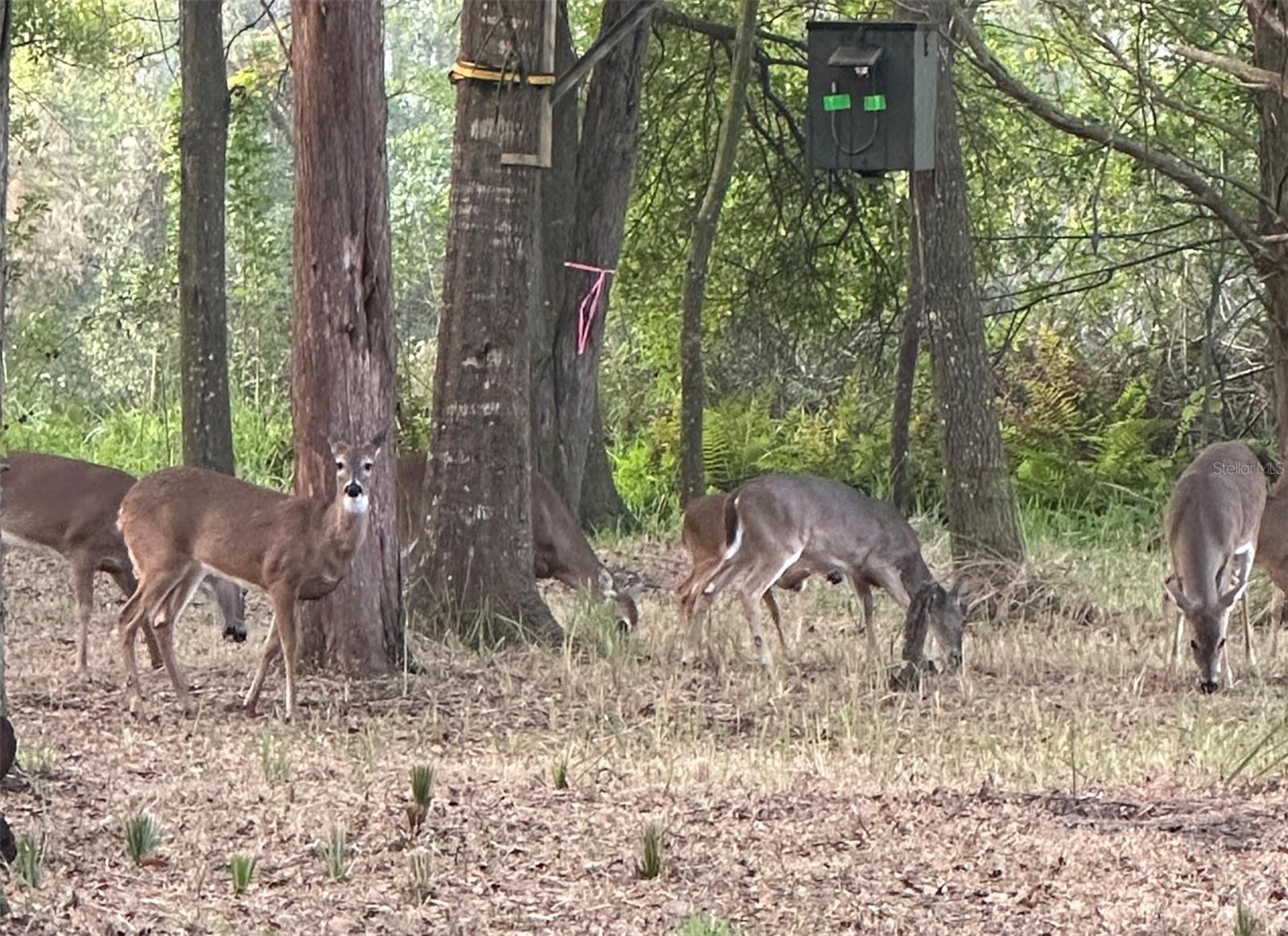 Image 5 of 18 For 4539 Cobb Road