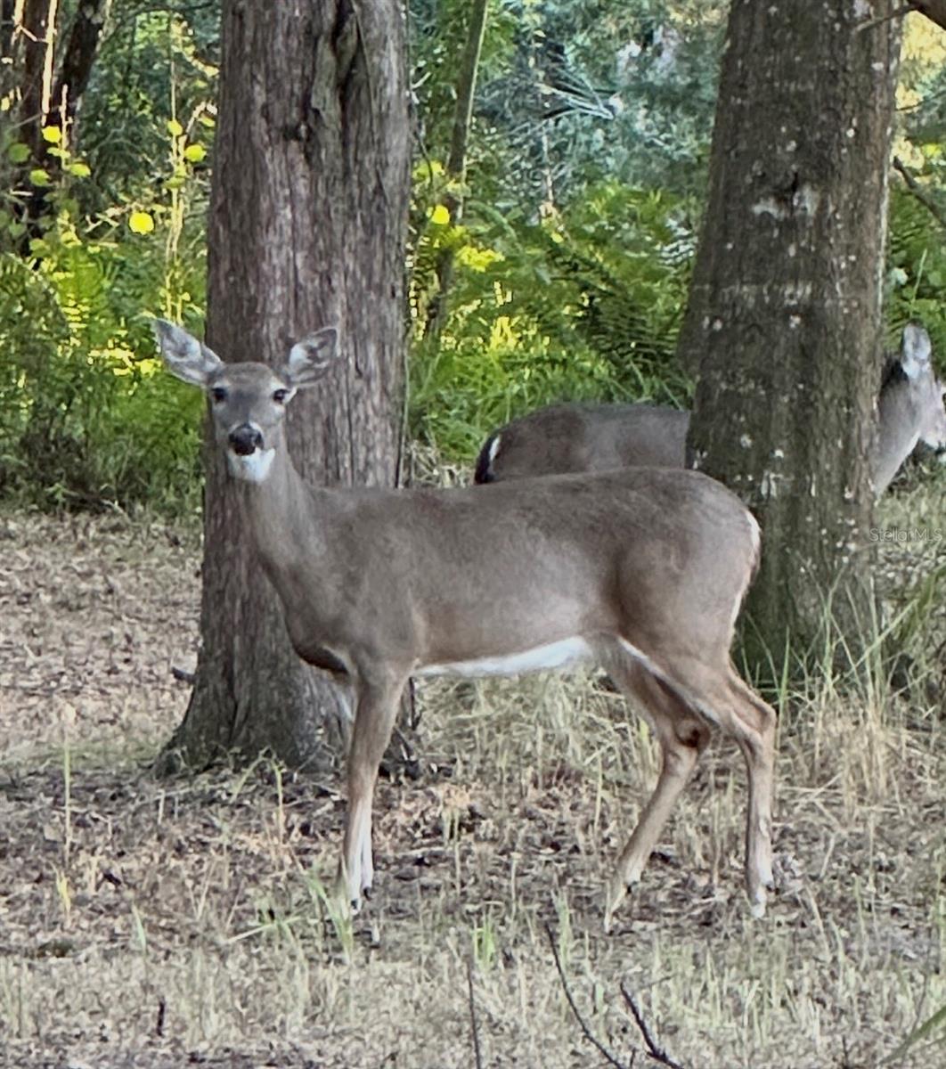 Image 7 of 18 For 4539 Cobb Road