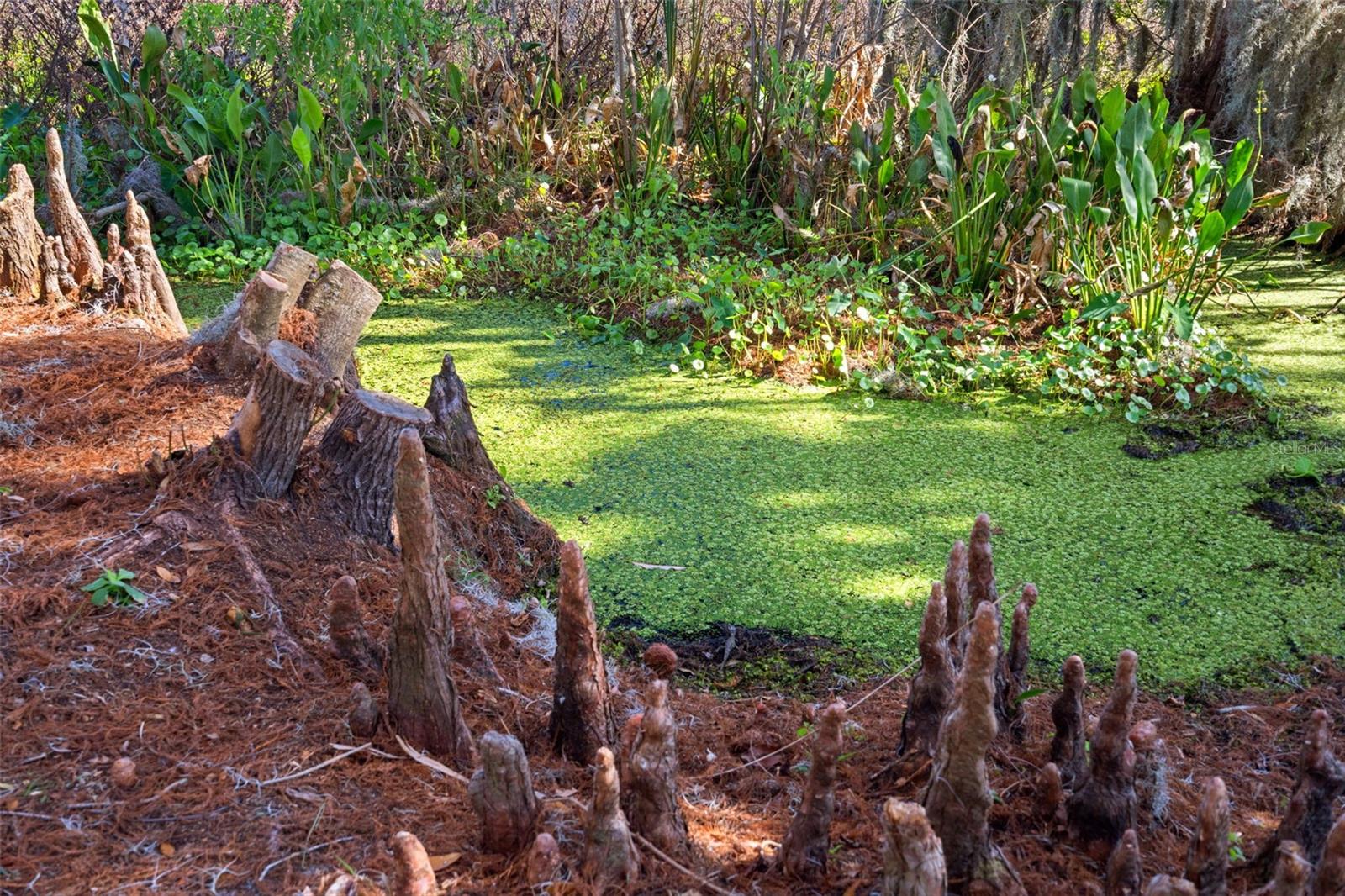 Image 81 of 100 For 4300 Timberlane Road