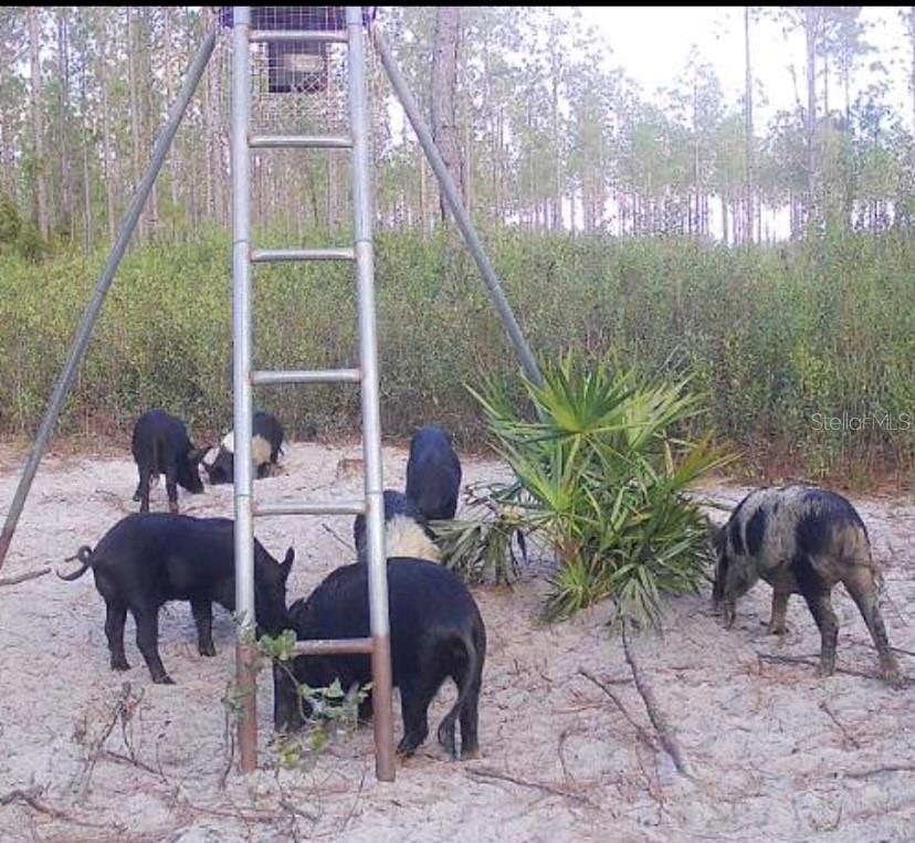 Image 3 of 9 For Clyatt Road