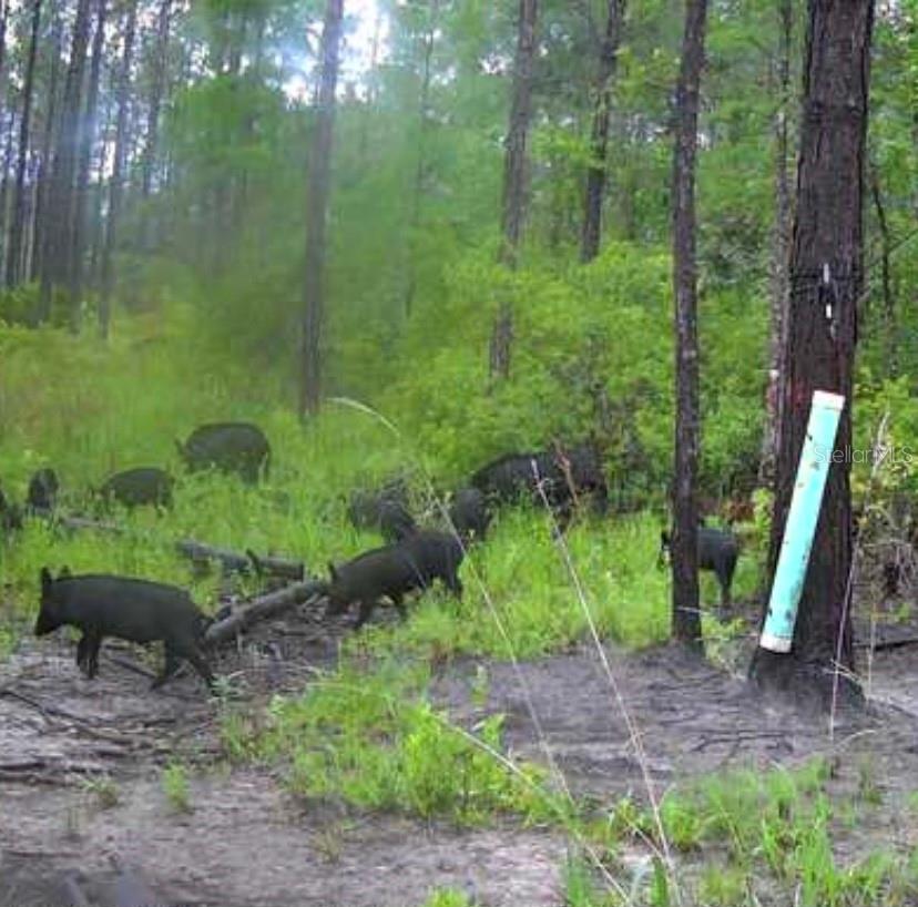 Image 4 of 9 For Clyatt Road