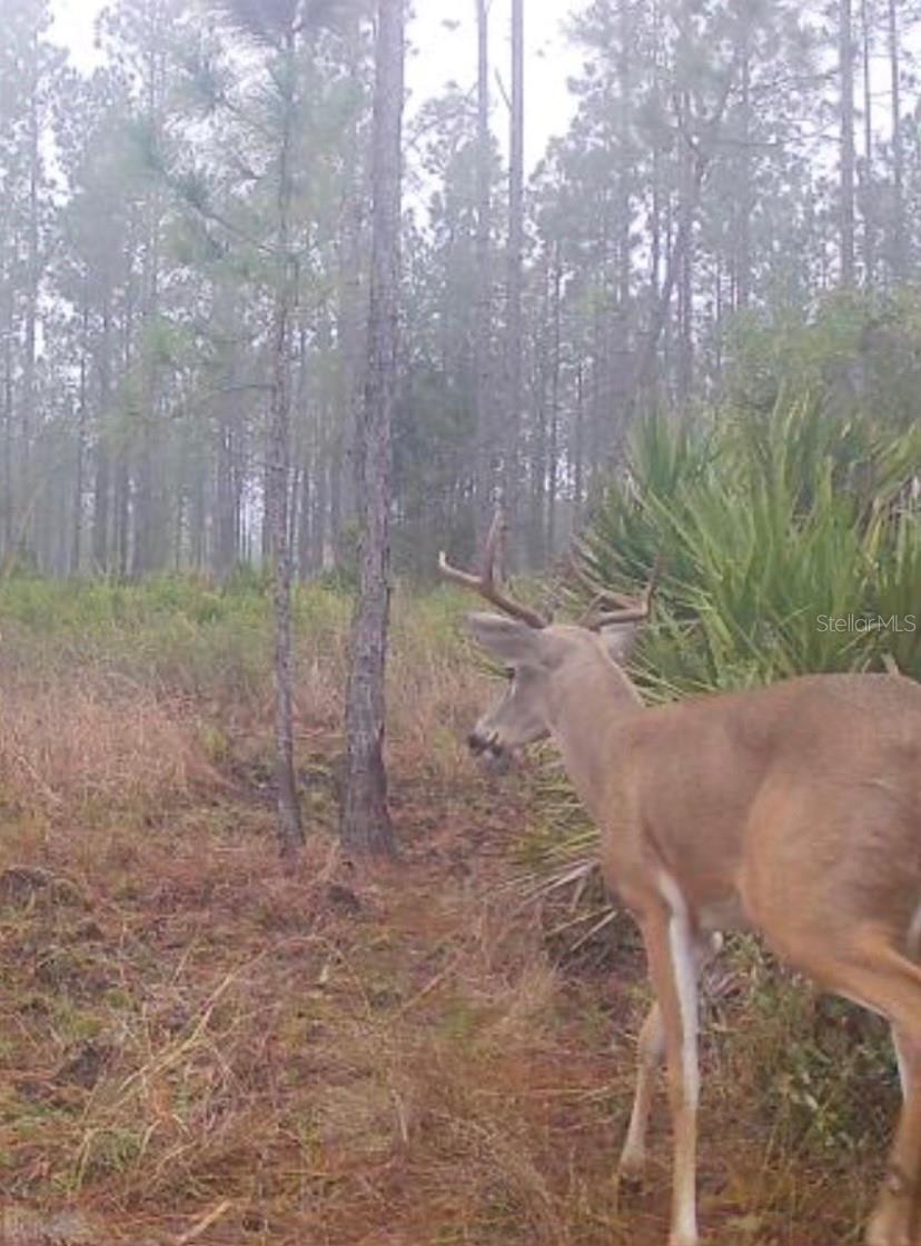 Image 5 of 9 For Clyatt Road