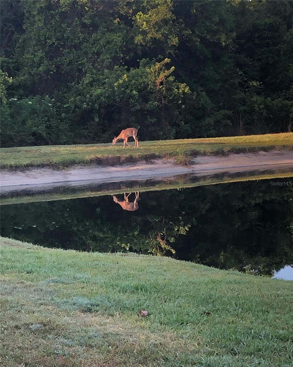 Image 41 of 53 For 748 Winslow Park