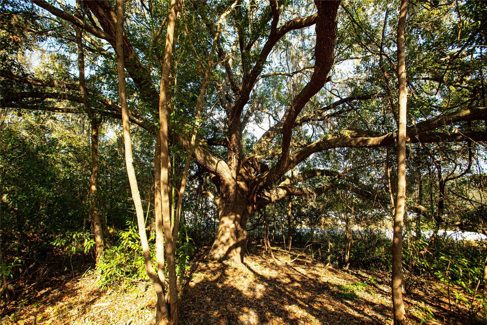 Image 15 of 16 For Dr M L King Jr Boulevard