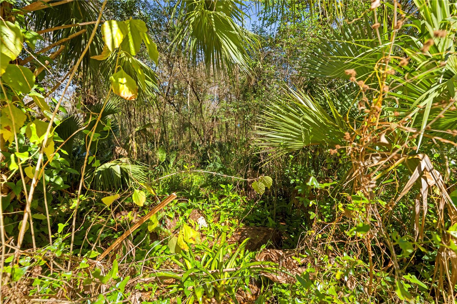 Image 16 of 16 For 9355 Tin Pan Alley