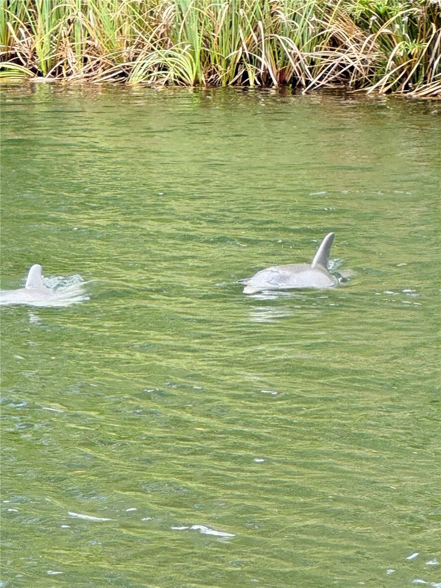 Listing photo id 34 for 7266 Tropical Drive