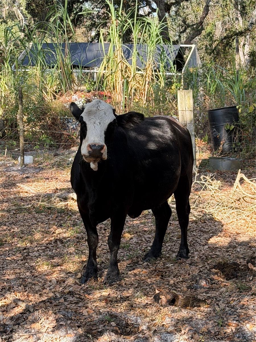 Image 18 of 18 For 6966 Turner Camp Road