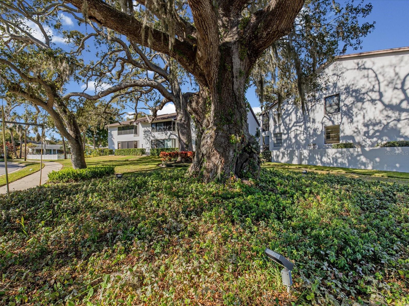 Image 29 of 55 For 413 Bayshore Boulevard 4