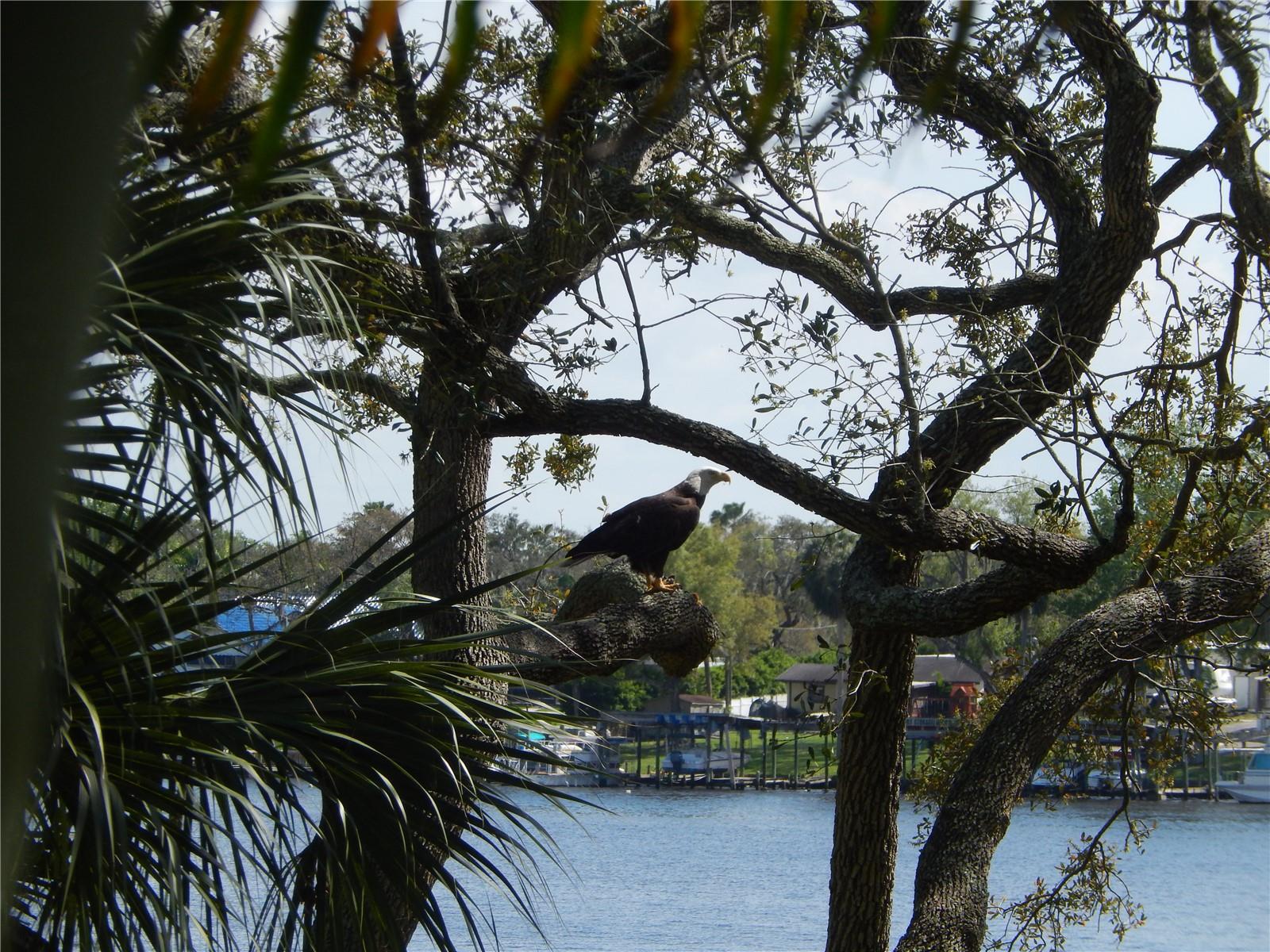 Image 36 of 42 For 8910 Eagle Watch Drive