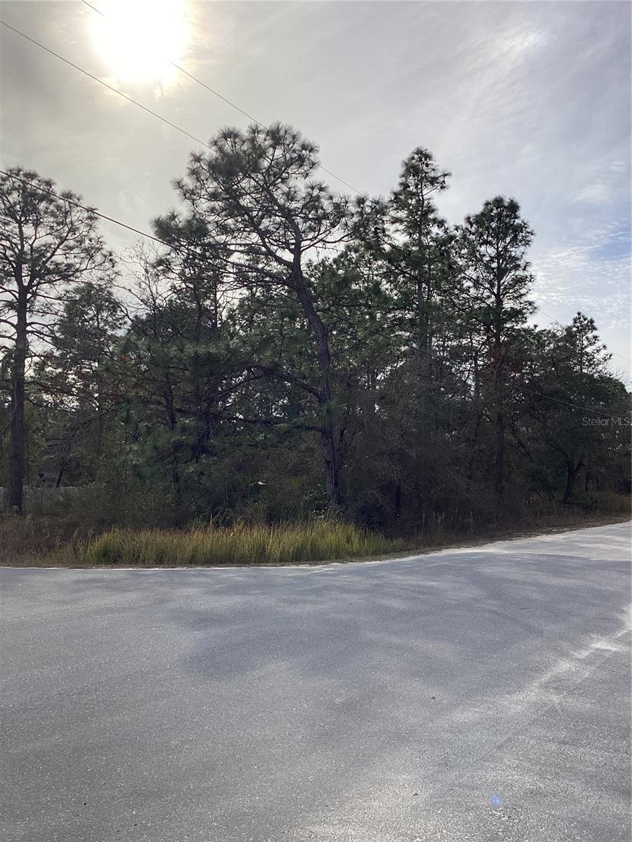 Image 3 of 6 For 12449 Indigo Bunting