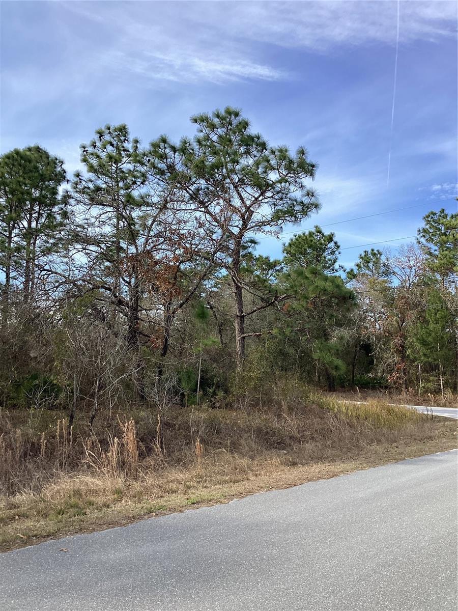 Image 4 of 6 For 12449 Indigo Bunting
