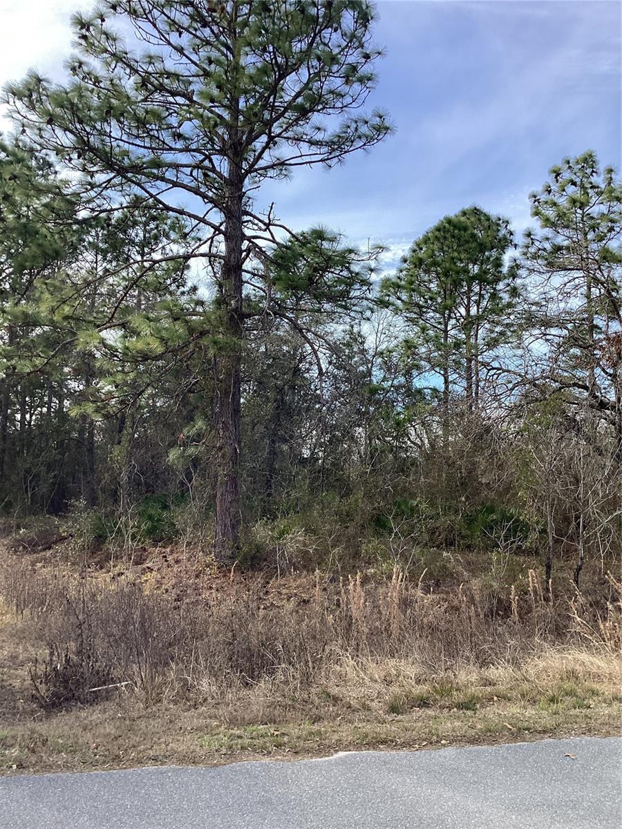 Image 5 of 6 For 12449 Indigo Bunting