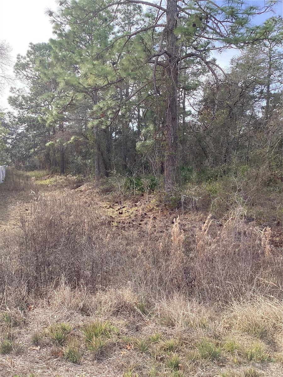 Image 6 of 6 For 12449 Indigo Bunting