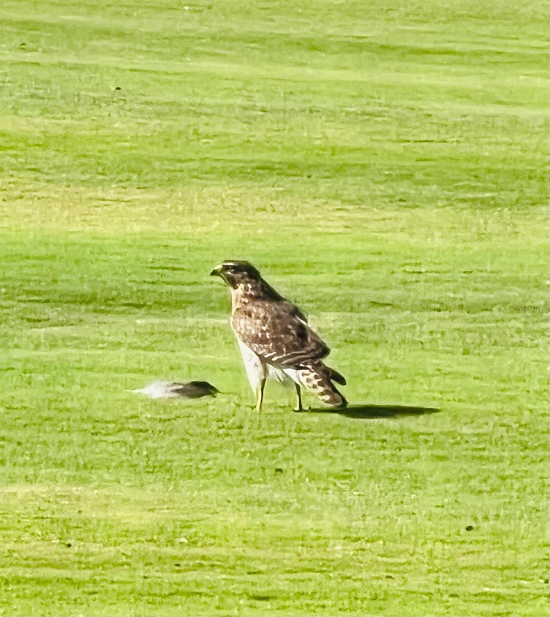 Image 45 of 48 For 4054 Caddie Drive E