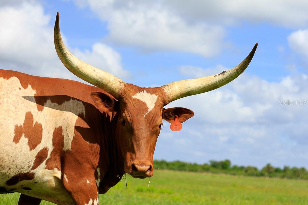 Image 17 of 28 For 3200 River Ranch Boulevard 151