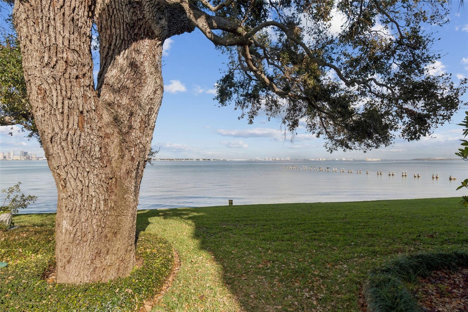 Image 50 of 51 For 5010 Bayshore Boulevard 9