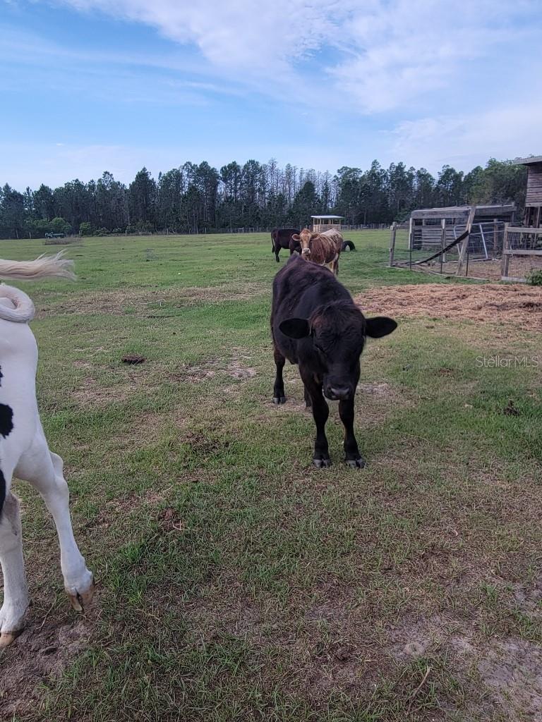 Image 26 of 32 For 12625 Sweet Hill Road