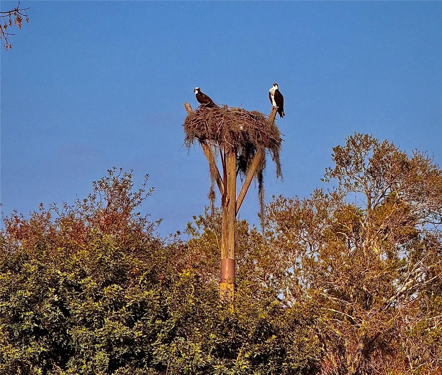 Image 32 of 49 For 3519 Links Court