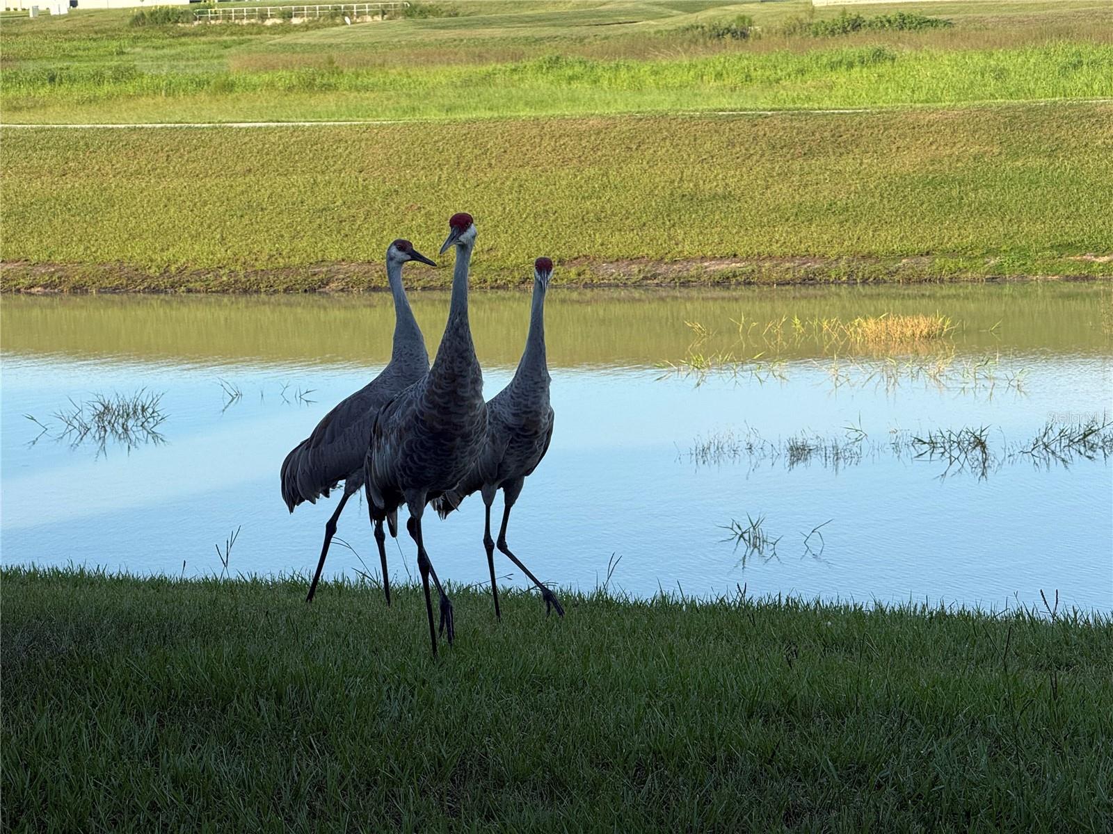 Image 43 of 44 For 10958 Rustic Timber Loop