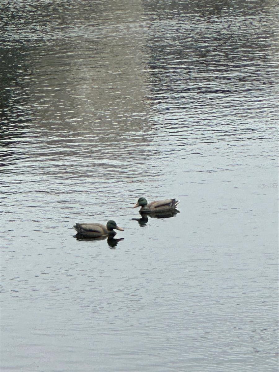 Image 15 of 36 For 821 Patricia Avenue 106