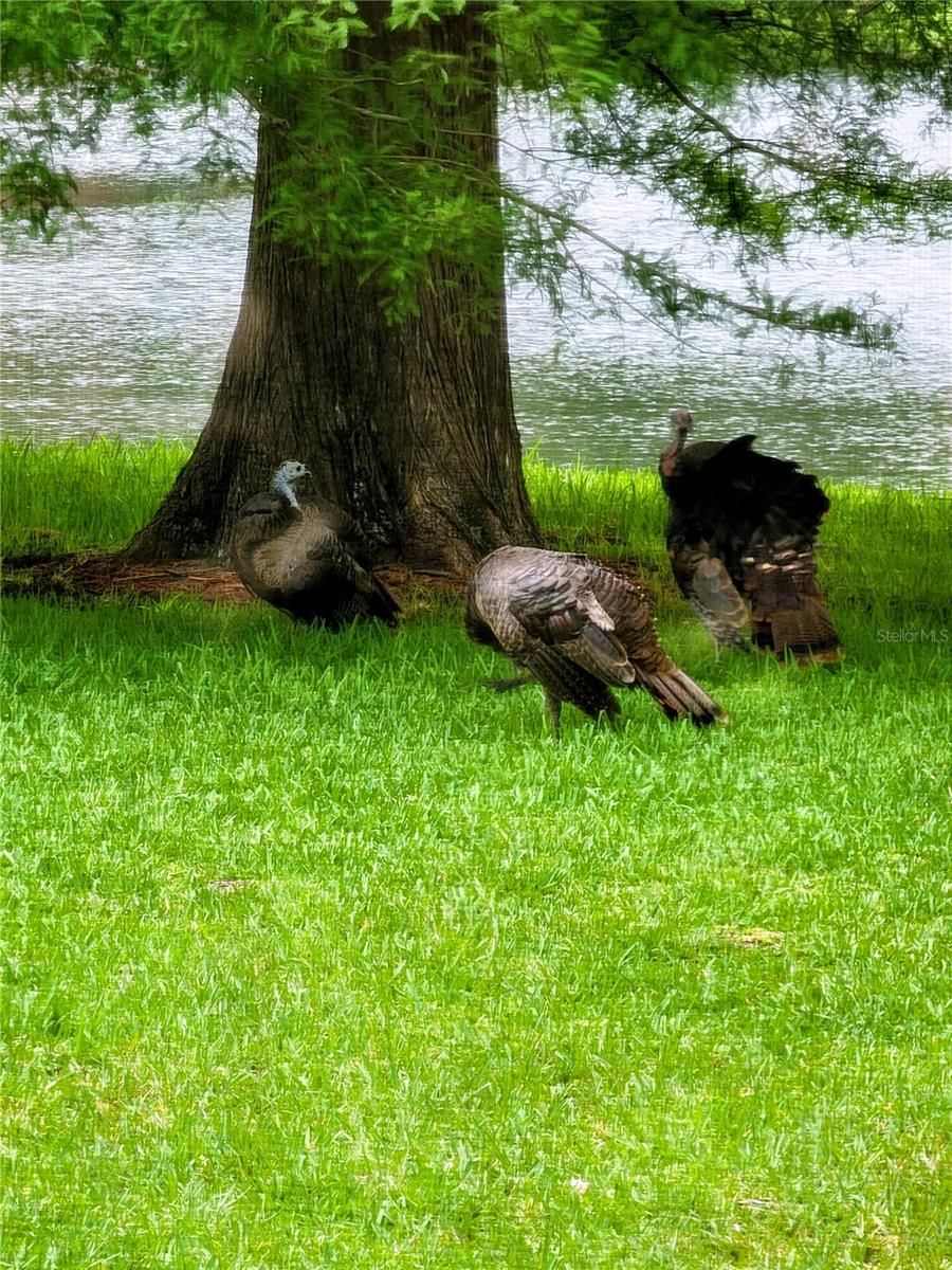 Image 44 of 45 For 3451 Mermoor Drive