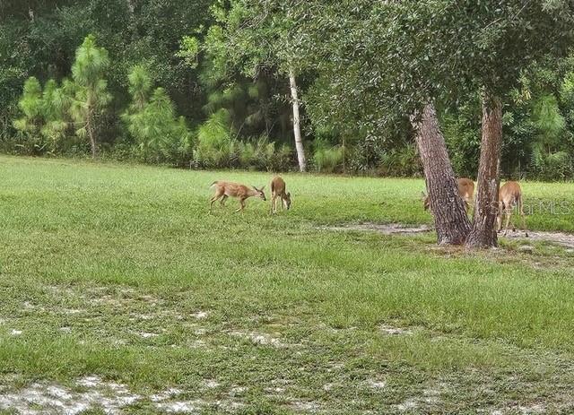 Image 63 of 66 For 9802 Royal Palm Avenue