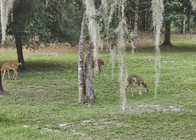 Image 65 of 66 For 9802 Royal Palm Avenue