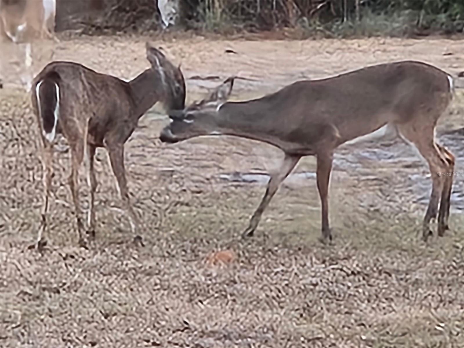 Image 66 of 66 For 9802 Royal Palm Avenue