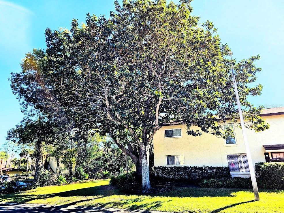 Image 39 of 39 For 501 Bay Drive 3401