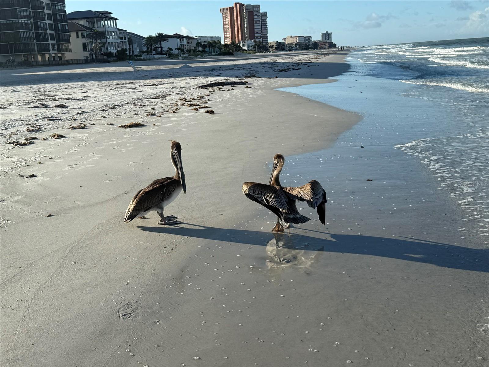 Listing photo id 25 for 18650 Gulf Blvd  316