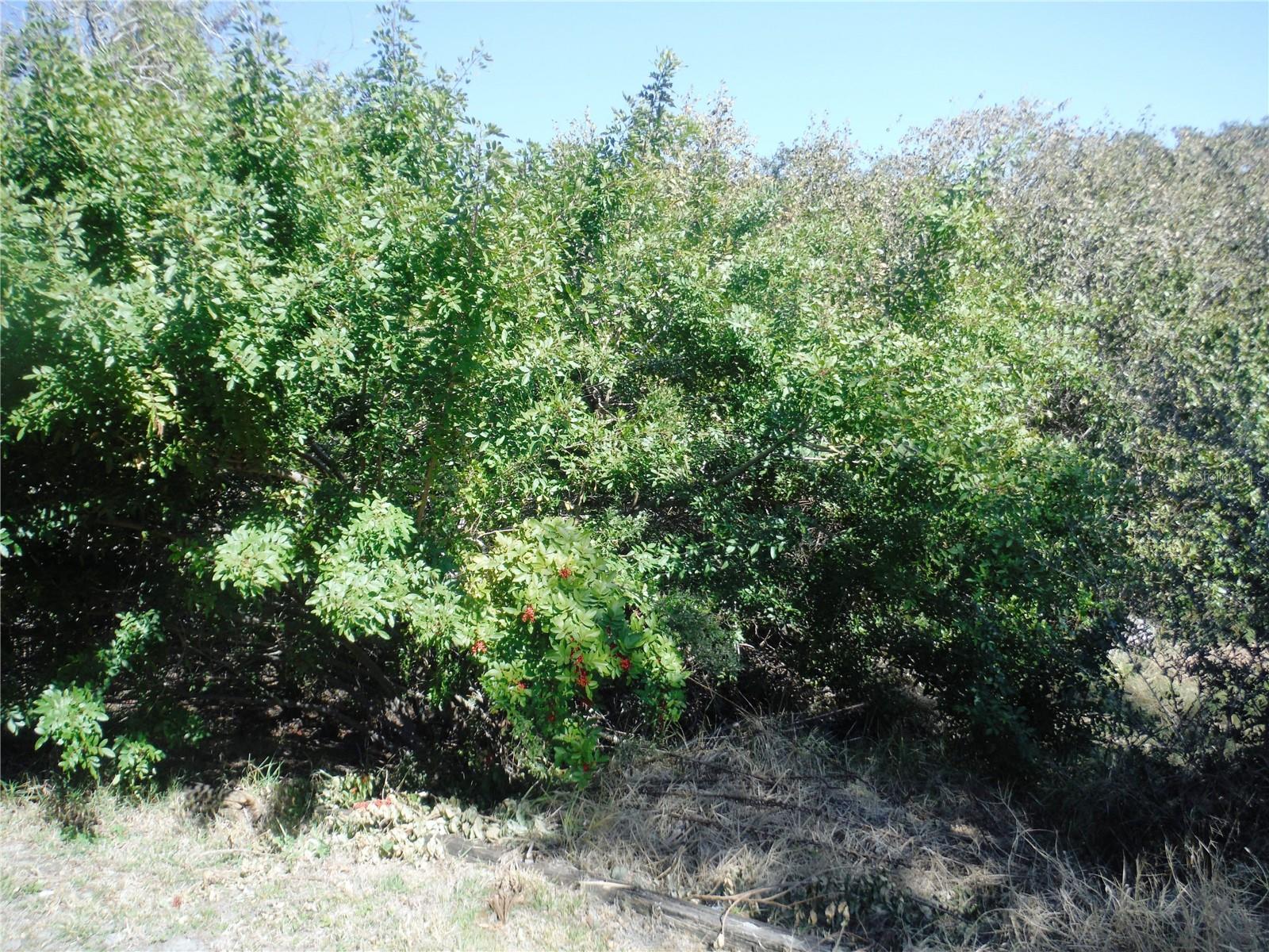 Image 30 of 39 For 98 Sugar Bear Drive 57