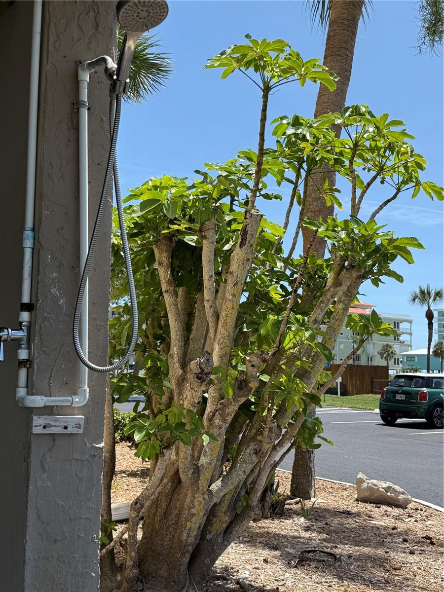 Image 38 of 47 For 19451 Gulf Boulevard 205