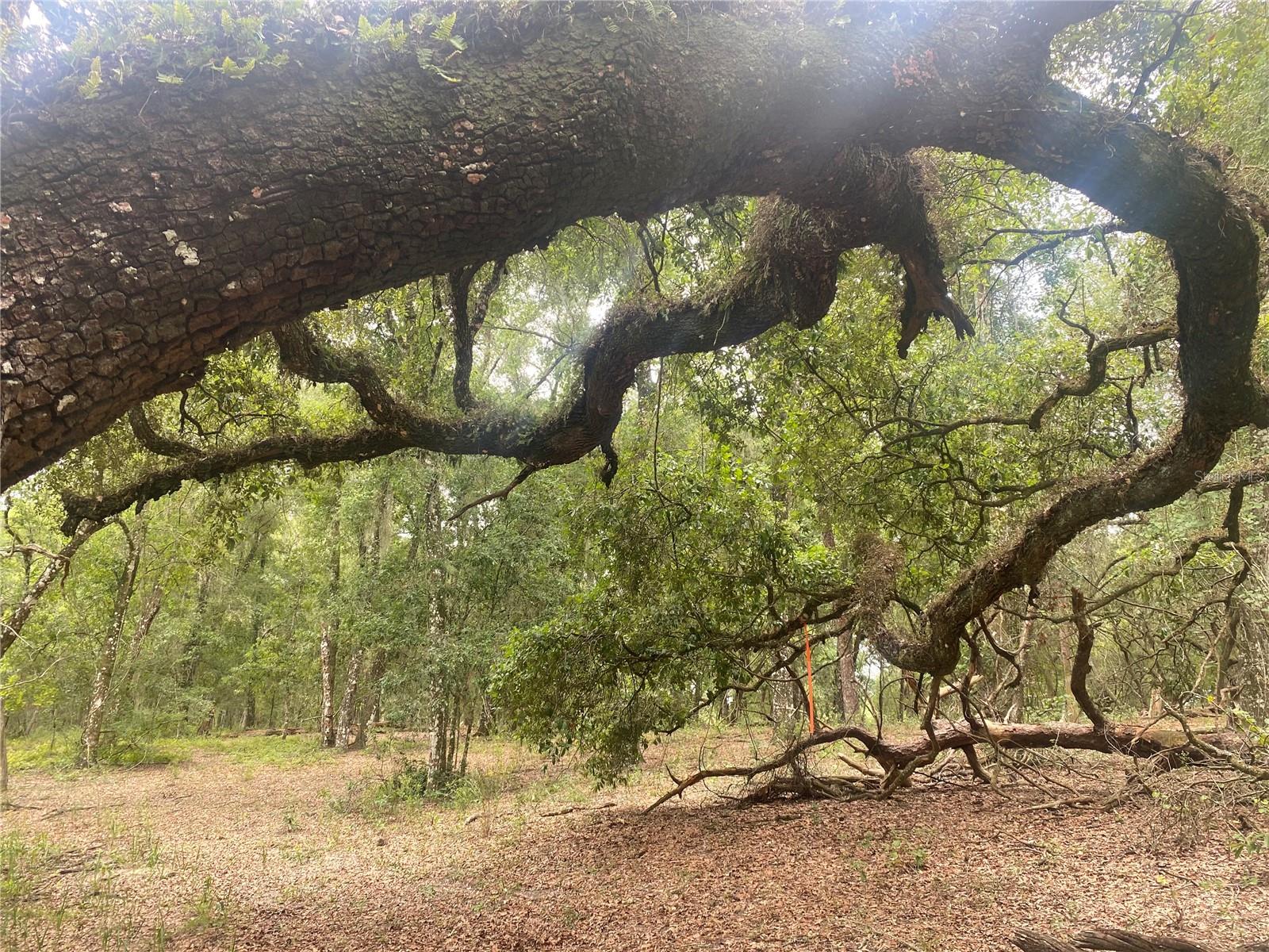 Image 16 of 17 For  Sw 70th Ter  