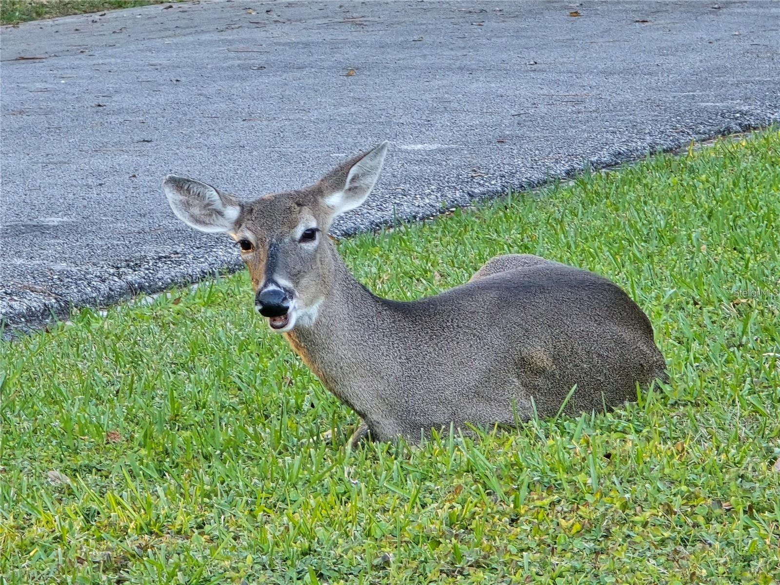 Listing photo id 56 for 811 Helmsman Way