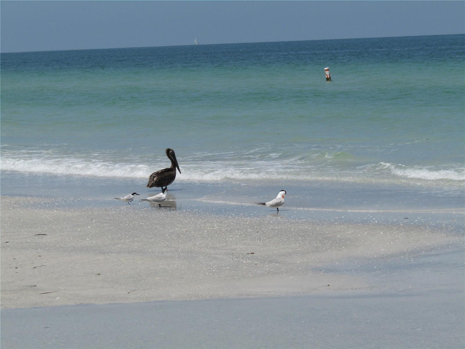 Image 40 of 43 For 1451 Gulf Boulevard 101